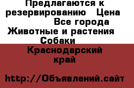 Предлагаются к резервированию › Цена ­ 16 000 - Все города Животные и растения » Собаки   . Краснодарский край